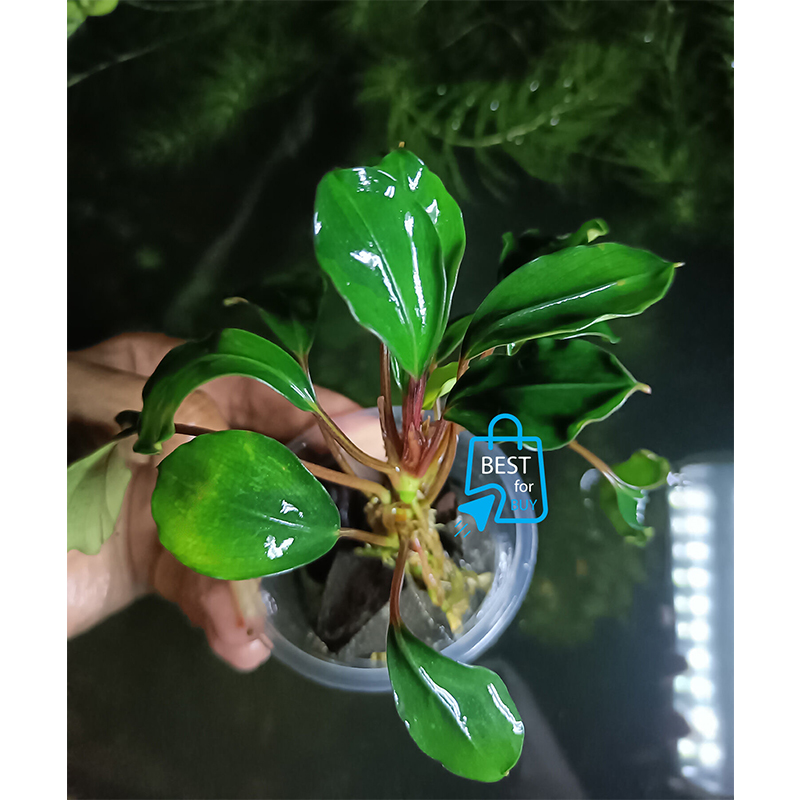 Picture of Bucephalandra Red Heart Live Aquarium Plant – No Soil Required; Attach to Rock or Bogwood