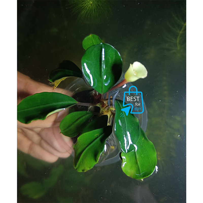 Picture of Bucephalandra Red Heart Live Aquarium Plant – No Soil Required; Attach to Rock or Bogwood