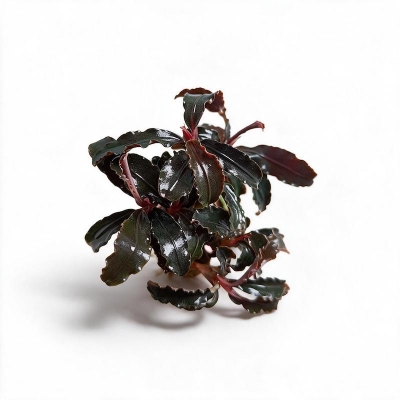 Picture of Bucephalandra Red Dragonfly Live Aquarium Plant – 1 Rhizome, Attach to Rock or Bogwood