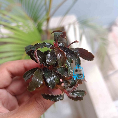 Picture of Bucephalandra Red Dragonfly Live Aquarium Plant – 1 Rhizome, Attach to Rock or Bogwood
