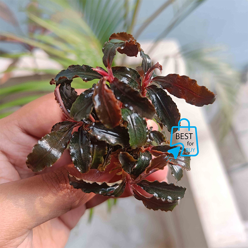 Picture of Bucephalandra Red Dragonfly Live Aquarium Plant – 1 Rhizome, Attach to Rock or Bogwood