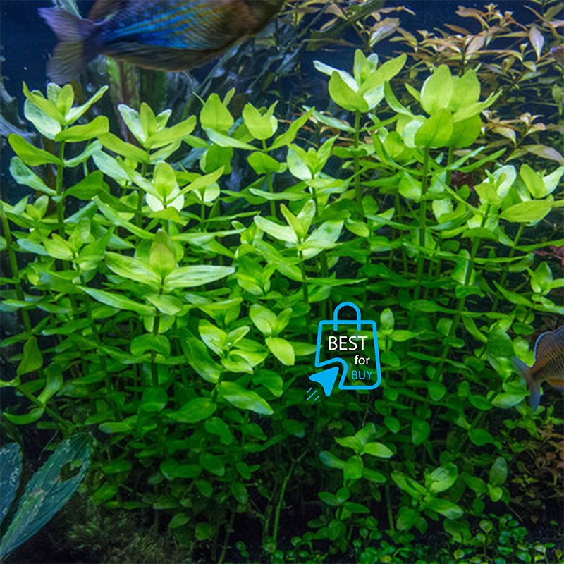 Picture of Bacopa caroliniana Live Aquarium Plant – 3 Bare Stems, Requires Soil(Green)