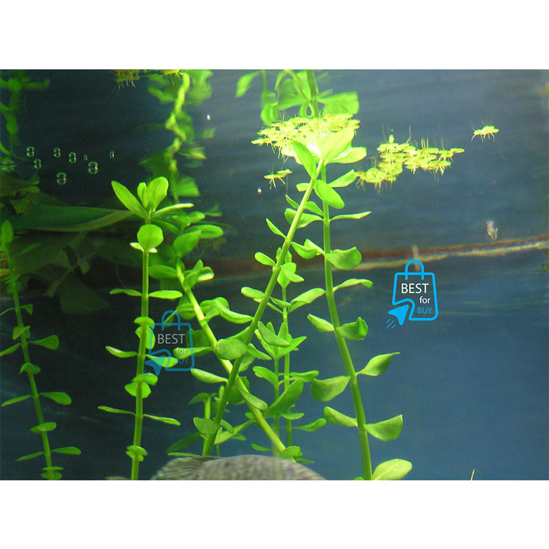 Picture of Bacopa caroliniana Live Aquarium Plant – 3 Bare Stems, Requires Soil(Green)