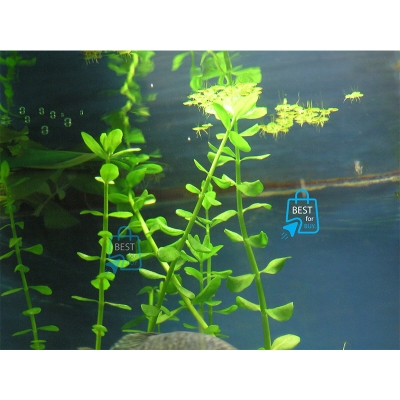 Picture of Bacopa caroliniana Live Aquarium Plant – 3 Bare Stems, Requires Soil(Green)