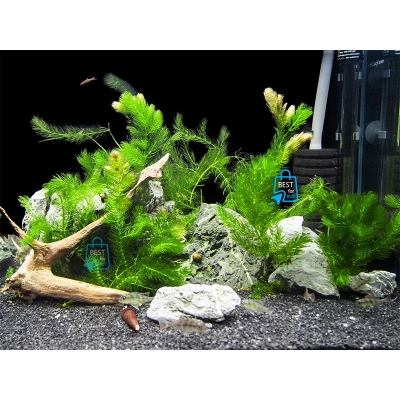 Picture of Coontail / Hornwort (Ceratophyllum demersum) Live Aquarium Plant – 5 or 10 Stems, No Soil Required