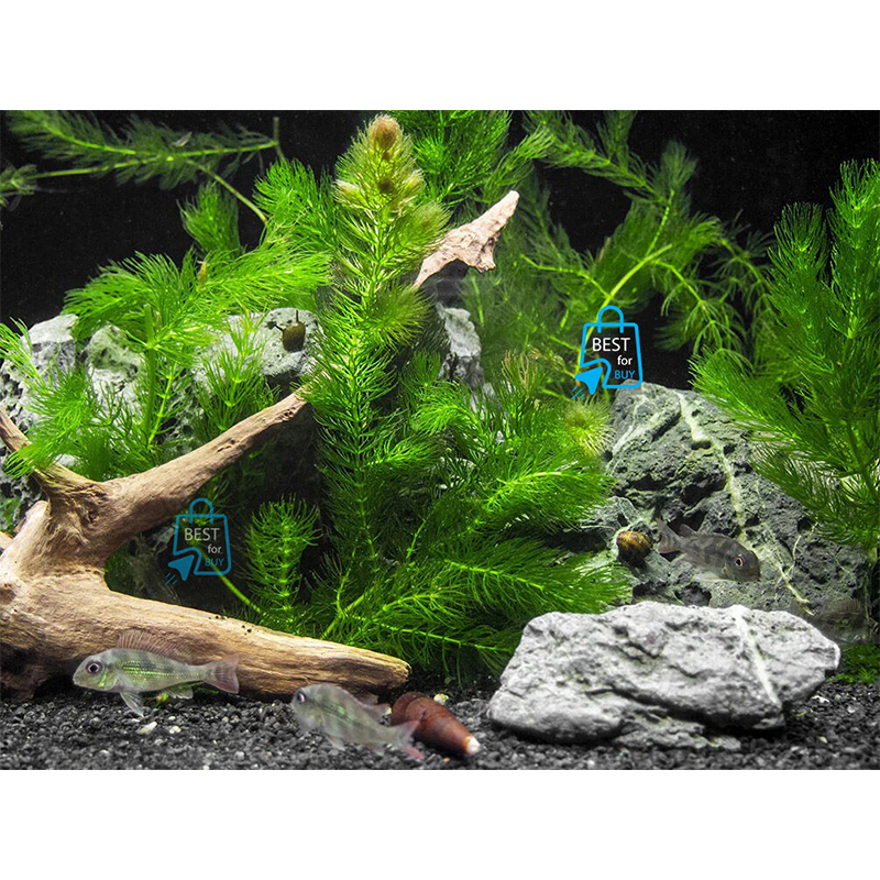 Picture of Coontail / Hornwort (Ceratophyllum demersum) Live Aquarium Plant – 5 or 10 Stems, No Soil Required