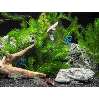 Picture of Coontail / Hornwort (Ceratophyllum demersum) Live Aquarium Plant – 5 or 10 Stems, No Soil Required