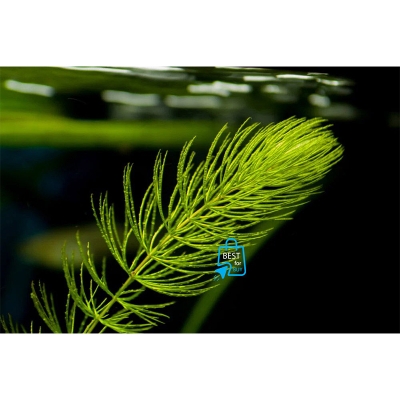 Picture of Coontail / Hornwort (Ceratophyllum demersum) Live Aquarium Plant – 5 or 10 Stems, No Soil Required