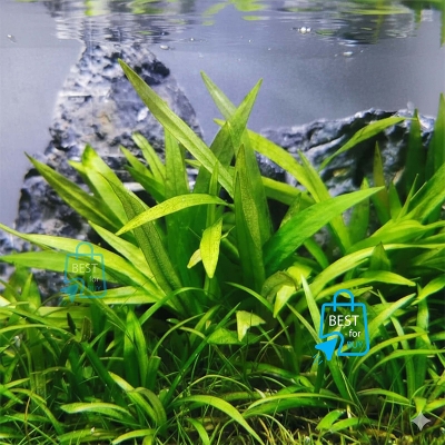 Picture of Helanthium bolivianum Live Aquarium Plant – 2 Bare Plants, Requires Soil