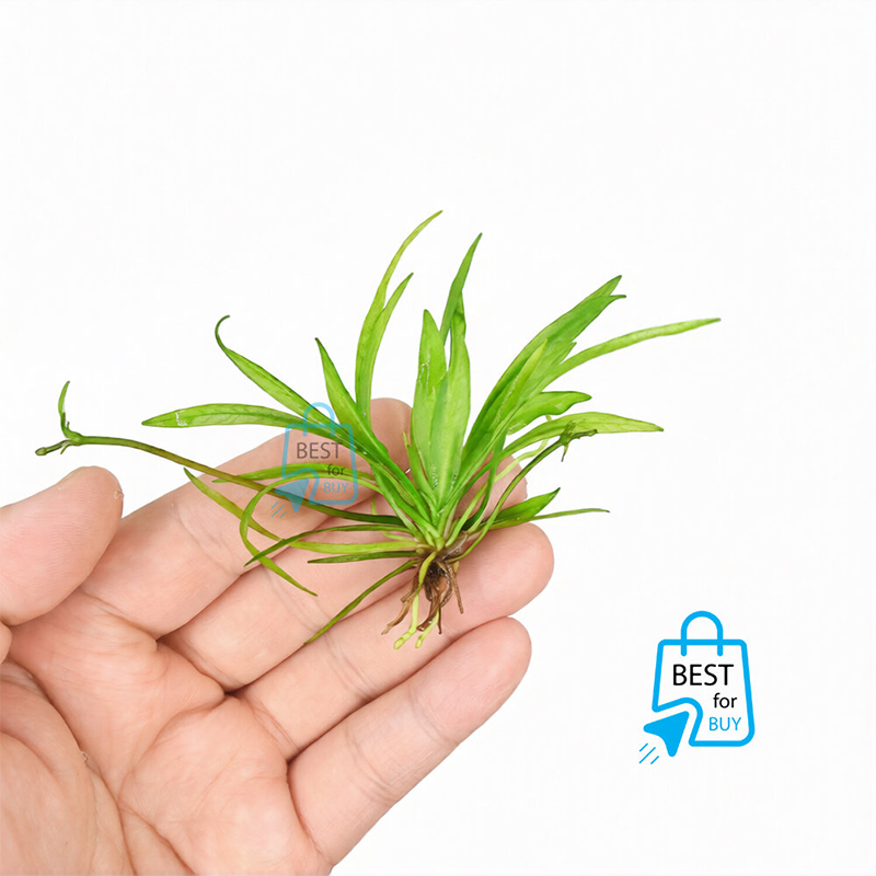 Picture of Helanthium bolivianum Live Aquarium Plant – 2 Bare Plants, Requires Soil