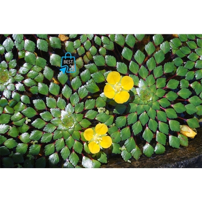 Picture of Mosaic Plant Live Aquarium Plant – 1 Bare Stem, Requires Soil