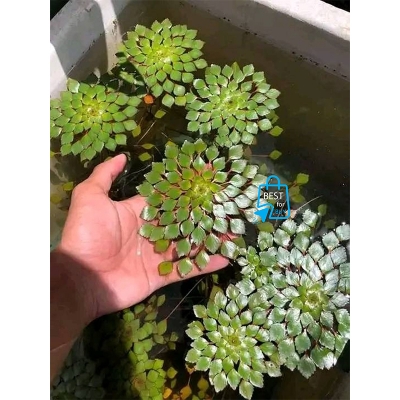 Picture of Mosaic Plant Live Aquarium Plant – 1 Bare Stem, Requires Soil