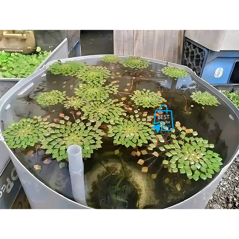 Picture of Mosaic Plant Live Aquarium Plant – 1 Bare Stem, Requires Soil