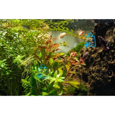 Picture of Ludwigia repens Live Aquarium Plant – 3 Bare Stems, Requires Soil