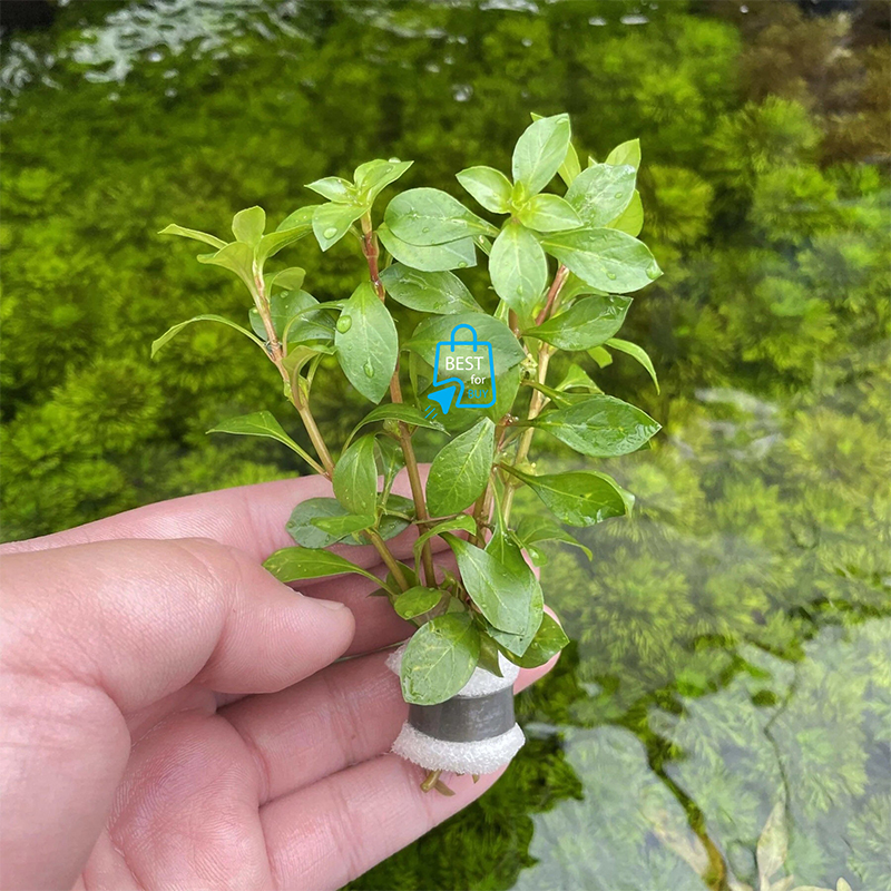 Picture of Ludwigia repens Live Aquarium Plant – 3 Bare Stems, Requires Soil