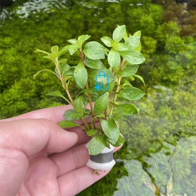 Picture of Ludwigia repens Live Aquarium Plant – 3 Bare Stems, Requires Soil