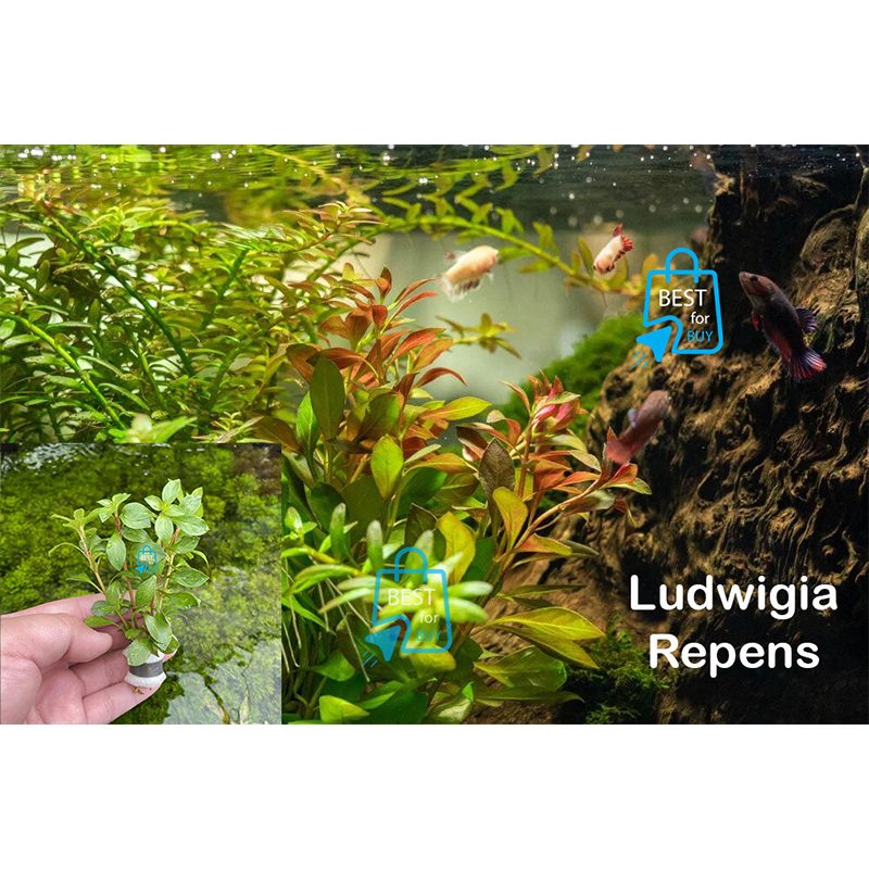 Picture of Ludwigia repens Live Aquarium Plant – 3 Bare Stems, Requires Soil