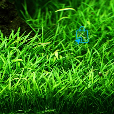 Picture of Lilaeopsis brasiliensis Live Aquarium Carpeting Plant – 1 Ready Pot