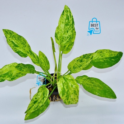 Picture of Echinodorus Marble Queen Live Aquarium Plant – 1 Plant, Requires Soil
