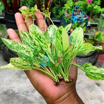 Picture of Echinodorus Marble Queen Live Aquarium Plant – 1 Plant, Requires Soil