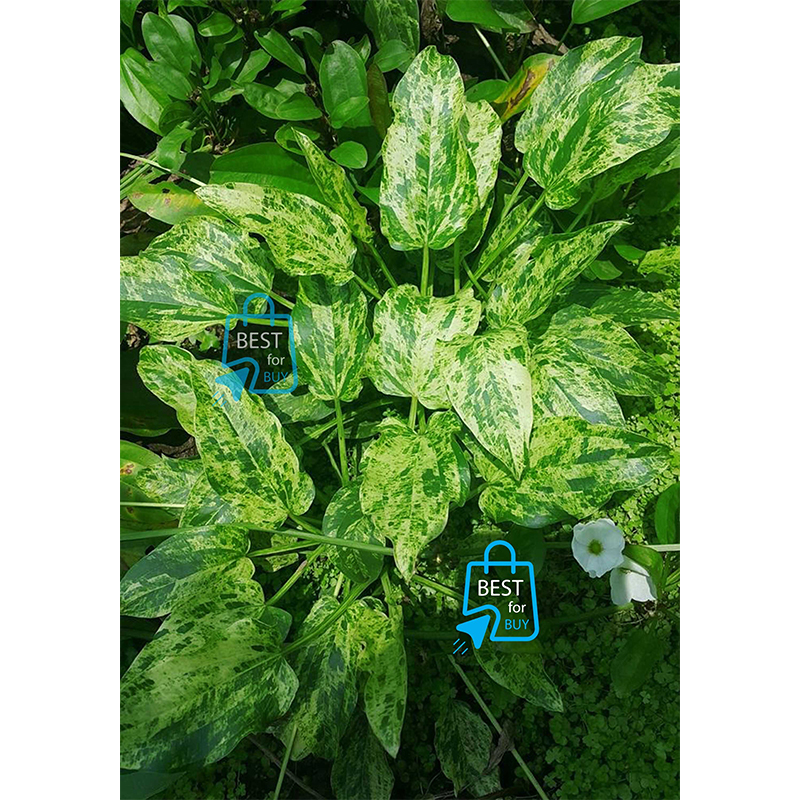 Picture of Echinodorus Marble Queen Live Aquarium Plant – 1 Plant, Requires Soil