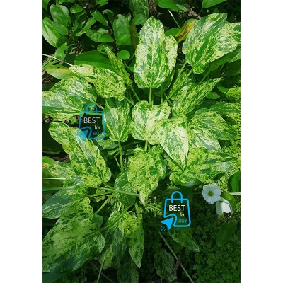 Picture of Echinodorus Marble Queen Live Aquarium Plant – 1 Plant, Requires Soil