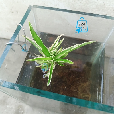 Picture of Spider Live Aquarium Plant with Iron-Wire Holder – 1 Plant