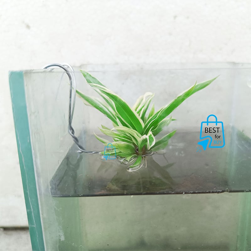 Picture of Spider Live Aquarium Plant with Iron-Wire Holder – 1 Plant