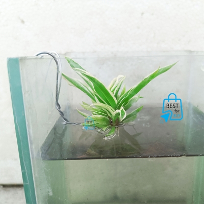 Picture of Spider Live Aquarium Plant with Iron-Wire Holder – 1 Plant