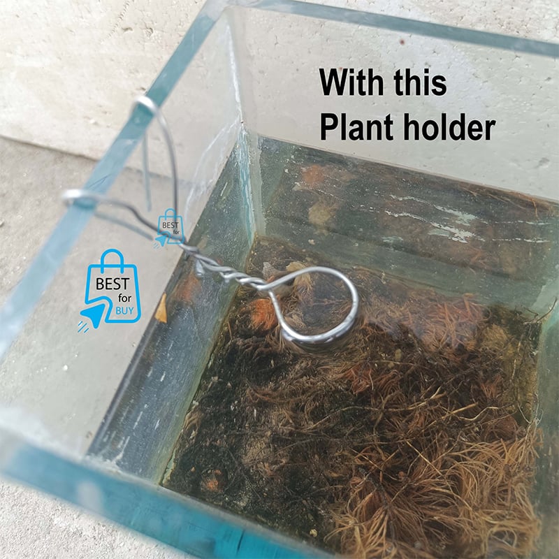 Picture of Spider Live Aquarium Plant with Iron-Wire Holder – 1 Plant