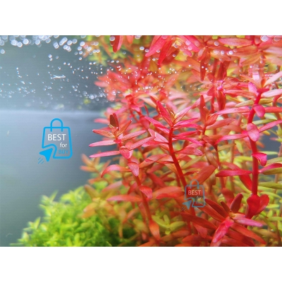 Picture of Rotala Blood Red Live Aquarium Plant – 3 Stems, Requires Soil