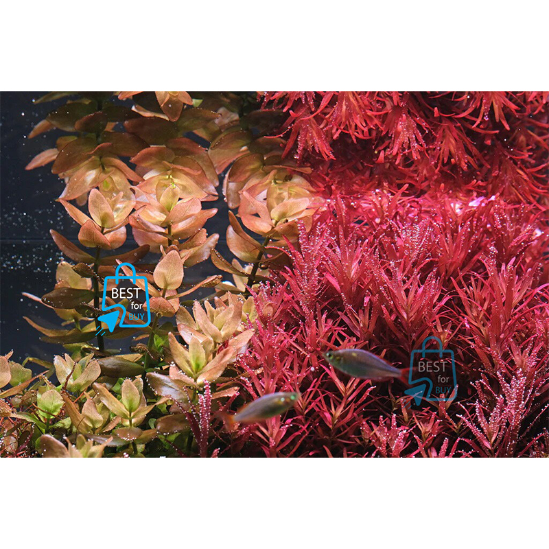 Picture of Rotala Blood Red Live Aquarium Plant – 3 Stems, Requires Soil