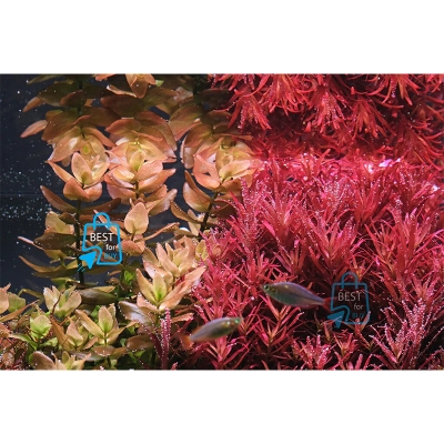 Picture of Rotala Blood Red Live Aquarium Plant – 3 Stems, Requires Soil