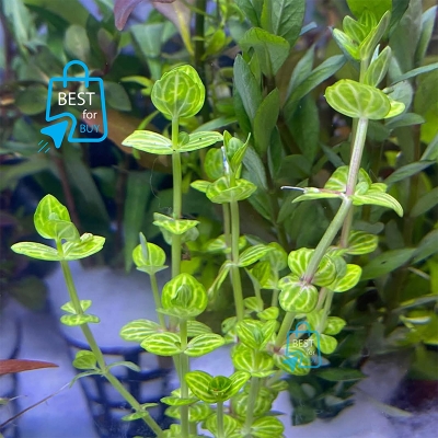 Picture of Lindernia rotundifolia Live Aquarium Plant – 3 Stems, Requires Soil