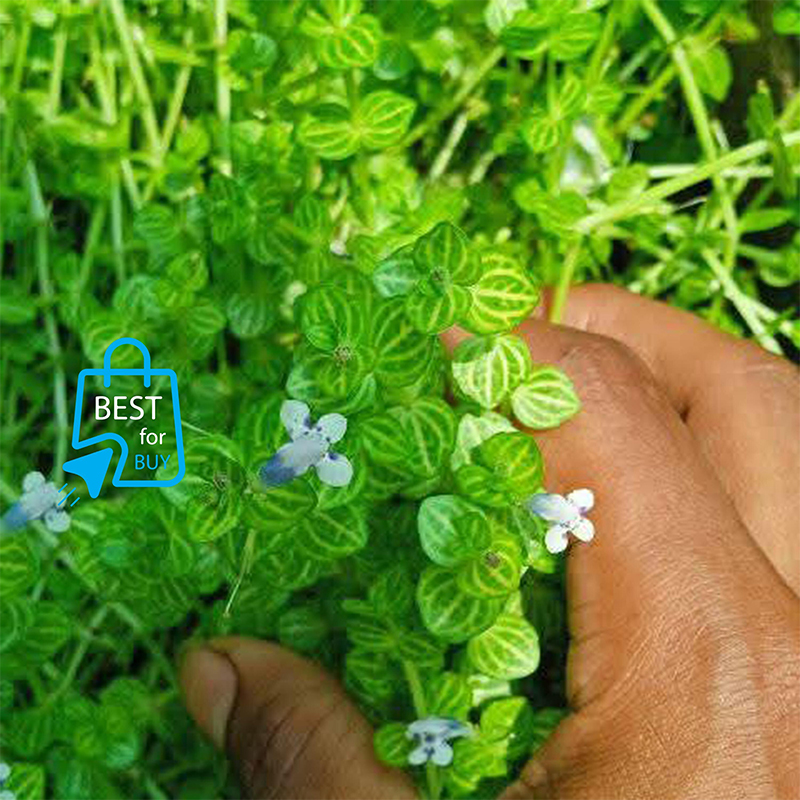 Picture of Lindernia rotundifolia Live Aquarium Plant – 3 Stems, Requires Soil