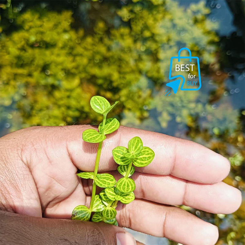 Picture of Lindernia rotundifolia Live Aquarium Plant – 3 Stems, Requires Soil