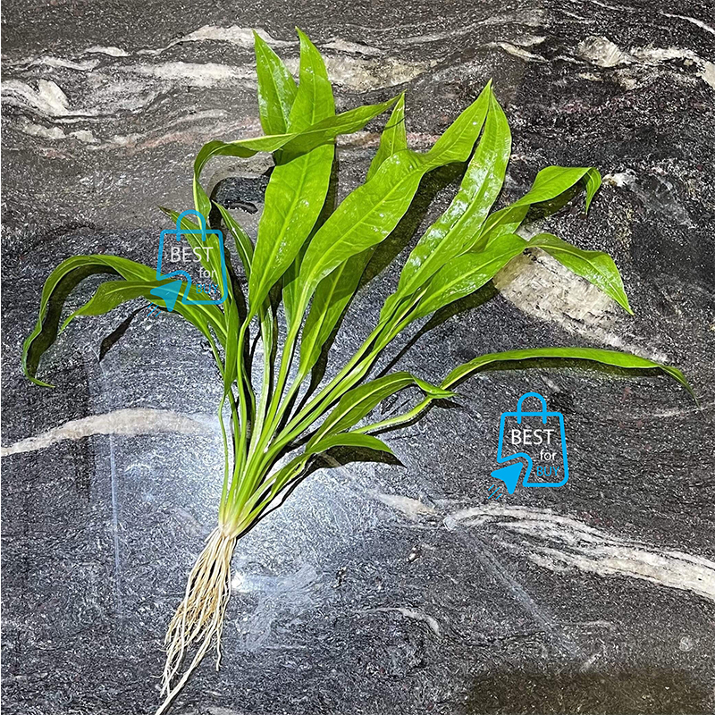 Picture of Amazon Sword Live Aquarium Plant – 1 Plant, Requires Soil