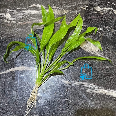 Picture of Amazon Sword Live Aquarium Plant – 1 Plant, Requires Soil