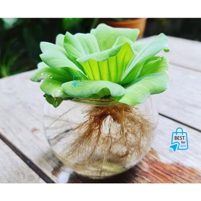 Picture of Water Lettuce (Pistia stratiotes) Live Floating Aquarium Plant – 3 Plants