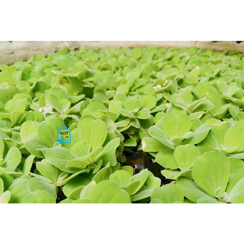 Picture of Water Lettuce (Pistia stratiotes) Live Floating Aquarium Plant – 3 Plants