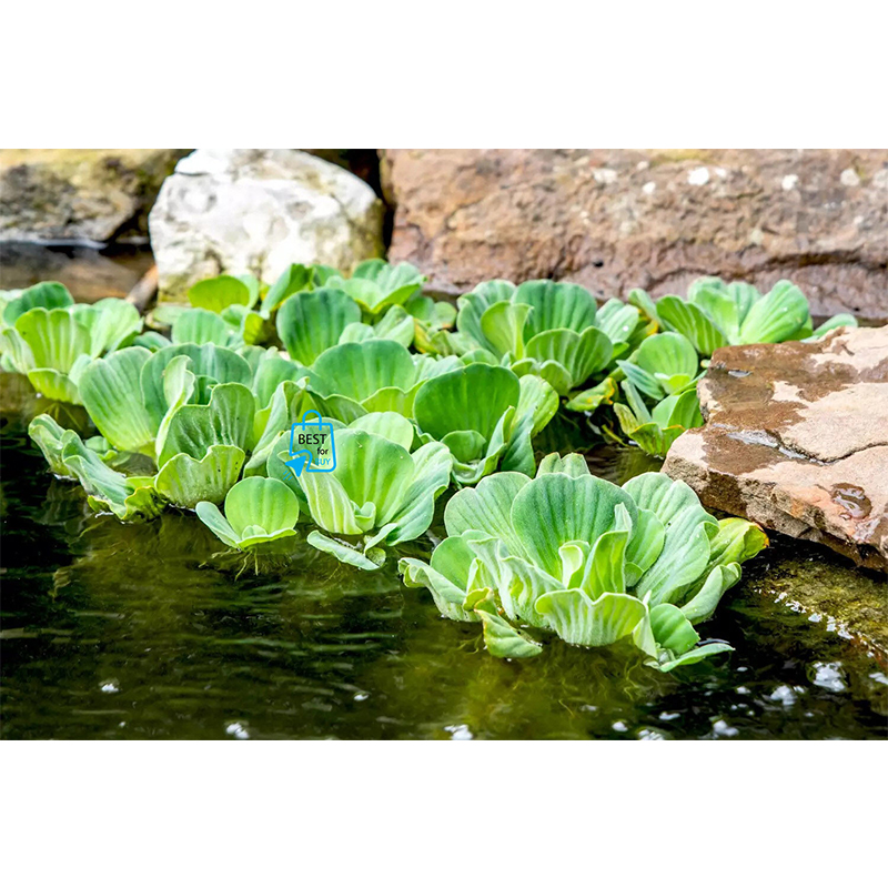 Picture of Water Lettuce (Pistia stratiotes) Live Floating Aquarium Plant – 3 Plants