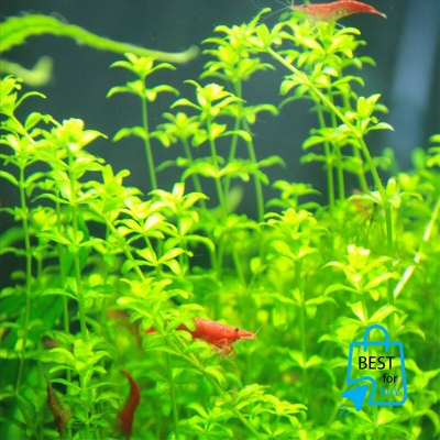 Picture of Micra Live Aquarium Plant – 1 Ready Pot-Green(100gm)