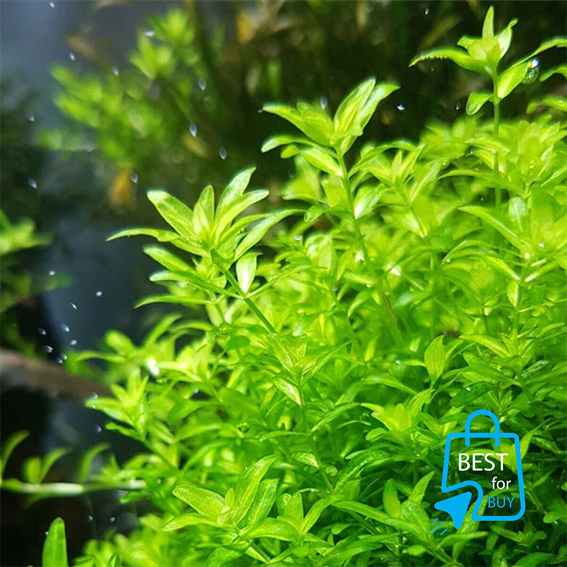 Picture of Micra Live Aquarium Plant – 1 Ready Pot-Green(100gm)