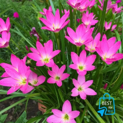 Picture of Pink Rain Lily Flower Bulbs – 6 or 12 Pieces