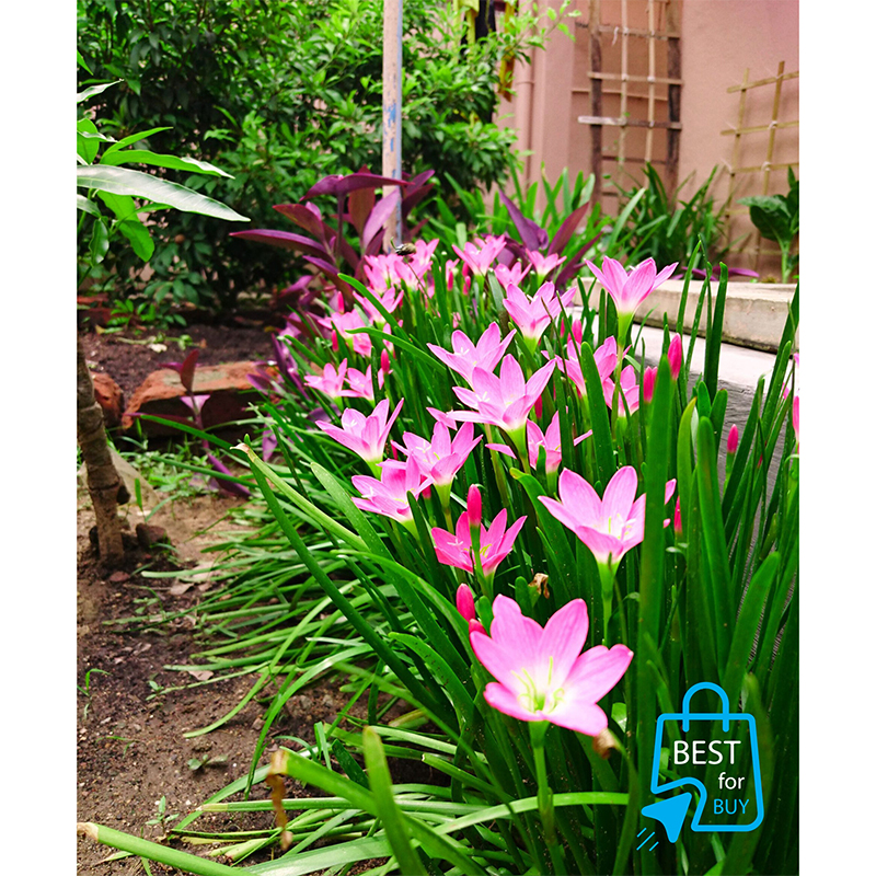 Picture of Pink Rain Lily Flower Bulbs – 6 or 12 Pieces