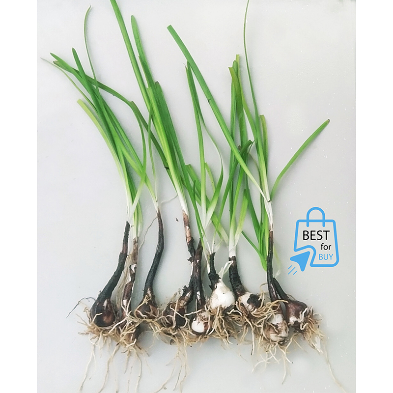 Picture of Pink Rain Lily Flower Bulbs – 6 or 12 Pieces
