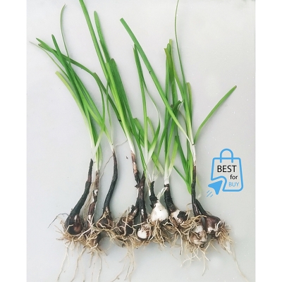 Picture of Pink Rain Lily Flower Bulbs – 6 or 12 Pieces