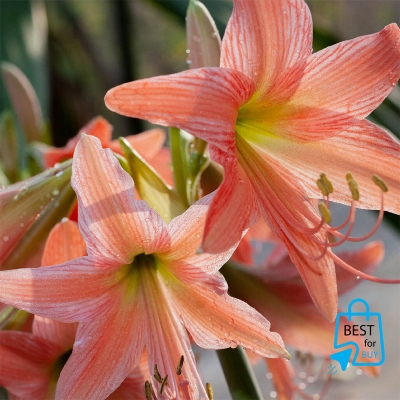 Picture of Amaryllis Lily Flower Bulbs for Rooftop & Outdoor Gardens – 2 Pieces-Light pink