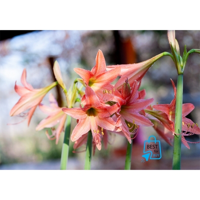 Picture of Amaryllis Lily Flower Bulbs for Rooftop & Outdoor Gardens – 2 Pieces-Light pink