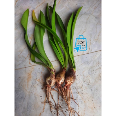 Picture of Amaryllis Lily Flower Bulbs for Rooftop & Outdoor Gardens – 2 Pieces-Light pink